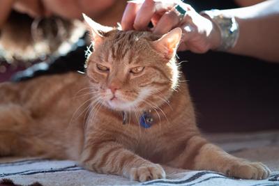 Senior cat food