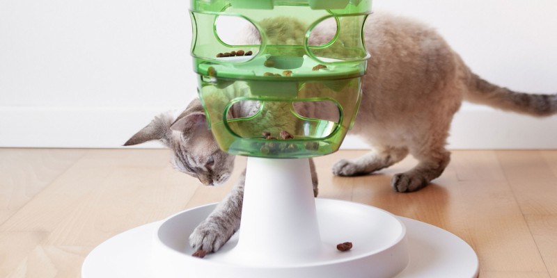 Should I Use a Cat Feeding Toy?