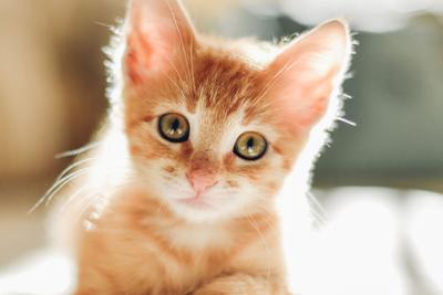 Kitten is looking at the camera