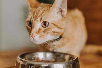 Cat is eating