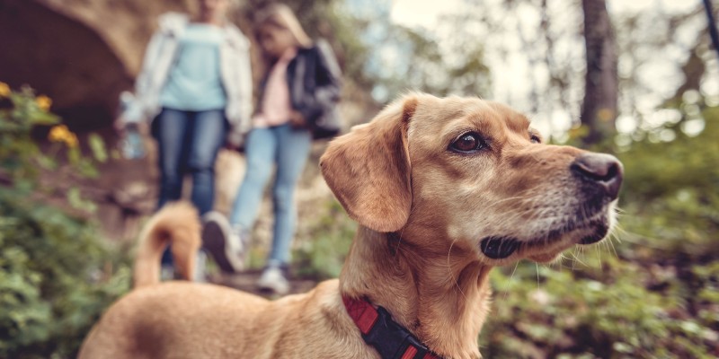 What Is Human Grade Dog Food?
