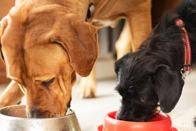 two dogs eating from their dog bowls
