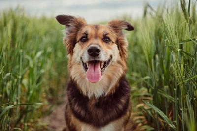 Dog sitting in a field of tall grass
