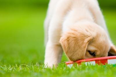 Golden retriever puppy eating