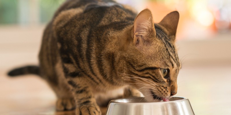 Where Should I Put My Cat's Food Dish?