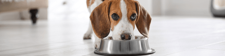 beagle puppy eating from a dog bowl